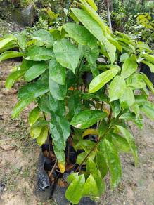 Anak pokok Durian Belanda