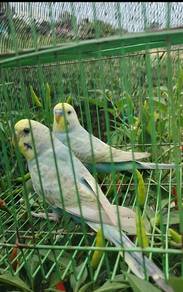 burung baji