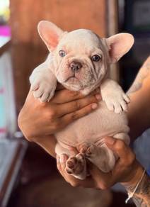 FRENCH BULLDOG PUPPIES VIP249🌻Cute & Healthy Girl