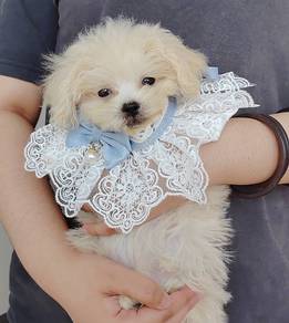 Bichon Frise