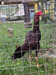 ayam laga