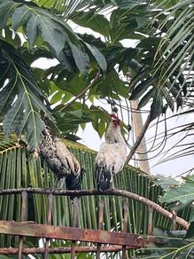ayam jantan muda