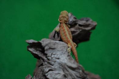 Bearded dragon for sale
