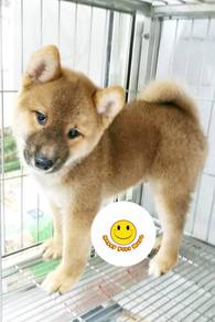 A200 Shiba Inu brown haired cute puppy