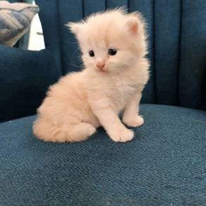 Fluffy Cream Persian x Mix Turkish Angora