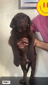 brown labrador 5