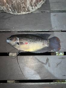 jual ikan kaloi area telupid