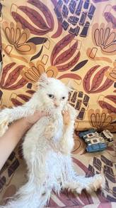 american curl