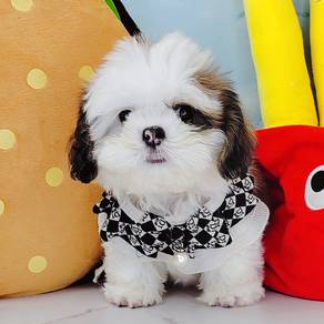 Shih Tzu