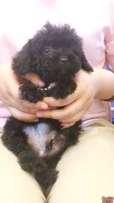 Maltipoo