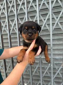 rottweiler