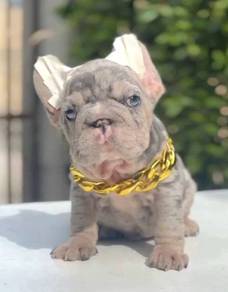 FRENCH BULLDOG PUPPIES FP208🌻 Cute & Big Rope