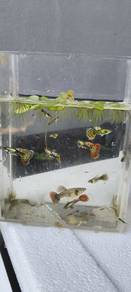 guppy red dragon