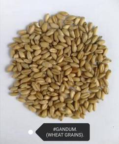 Gandum Wheat 23kg Bird Food Makanan Burung Feed