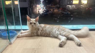 Cream Purebreed Mainecoon Kitten