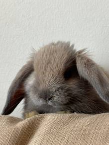 Holland Lop Male Rabbit