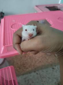 albino red eyes baby hamster