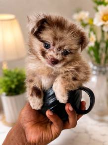 teacup Chihuahua u