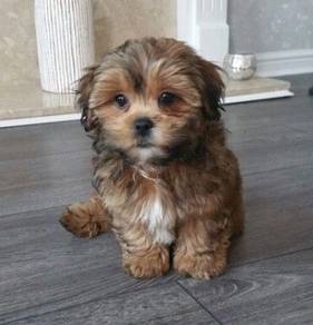 Waggy Maltipoo tiny cute fluffy companian puppy Do