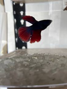 Halfmoon betta