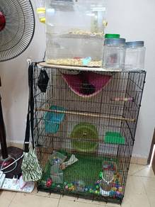 sugar glider dormouse tupai mini