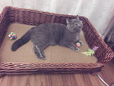 Rattan Pet Nest Washable Cat House, Sangkar Kucing
