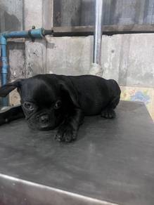French Bulldog Puppy Black 010