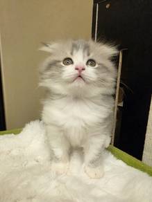 Ragdoll x Scottish Fold