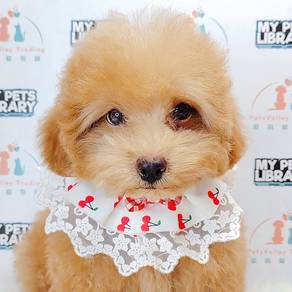 Poodle Toy