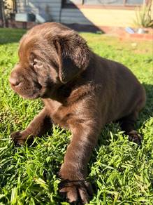 Labrador retriever s