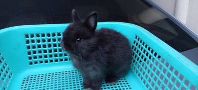 nerherland dwarf BLACK