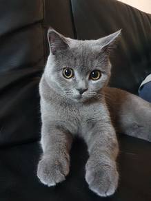 Pure Bsh Female Cat