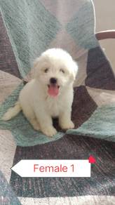 Bichon For Sales
