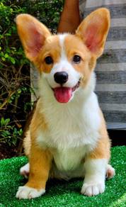 CORGI PUPPIES C212 🌻 cheeky Puppy  Male~Female