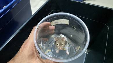 Boy Hamster syrian (age 2 month) 