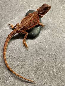 Bearded dragon