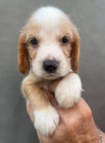 ENGLISH COCKER SPANIEL PUPPIES M173🌻Male & Female