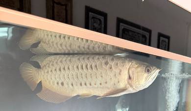 arowana