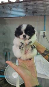 Tiny Pomeranian