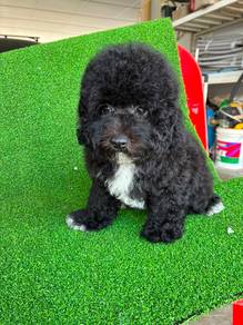 Black Poodle