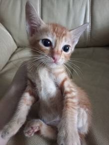 free kitten for adoption urgent