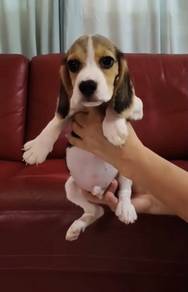 Beagle Male pup