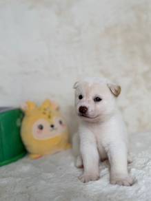 white Shiba inu