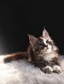 Maine Coon