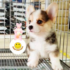 HBT-58 Welsh Corgi little cute puppies