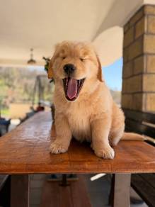 golden retriever puppies 14