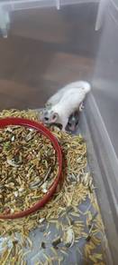 Dormouse @ Tupai Mikro