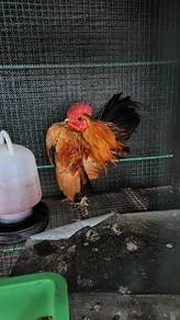 Ayam serama