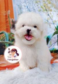 Maltipoo
