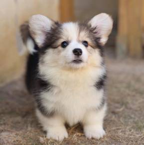 Welsh Corgi